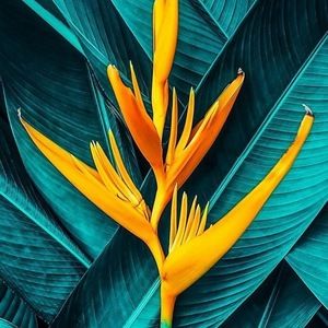 Meet your Posher, Arayna